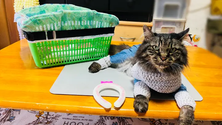 トラちゃんの夏を乗り切る3つのアイテム