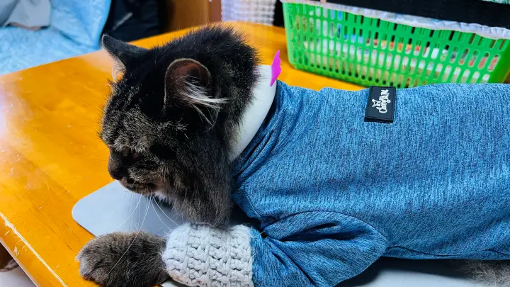 トラちゃんにペット用クールリングを装着