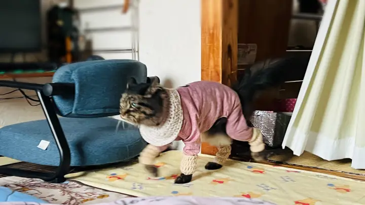 トラちゃん 夏はお出かけに行けないからストラス発散で家中走り回る