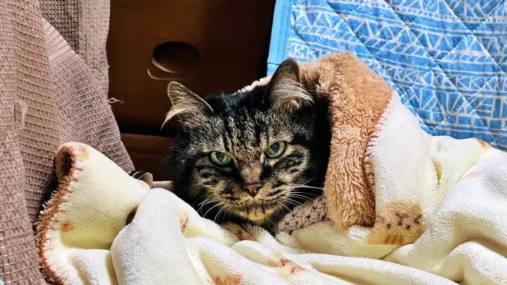 真夏なのにタオルケットの中で寝るトラちゃん 猫あるある