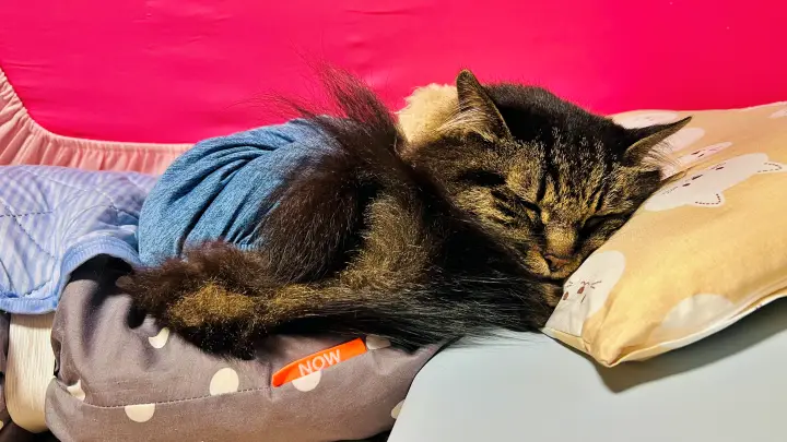 トラちゃん真夏でもエアコン部屋では丸まって寝てる