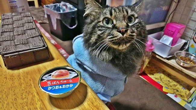 トラちゃん大好物 ぽんちゅ～る 猫のご飯