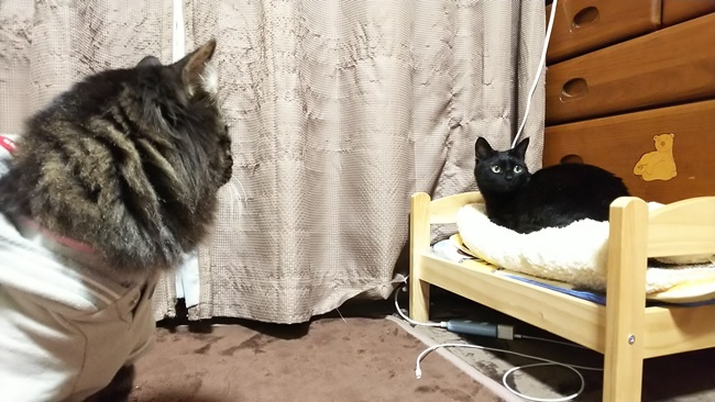 本日も占拠されてる模様です！ｗ 黒猫とキジトラ猫の面白い関係ｗ