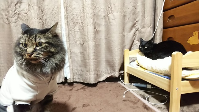 本日も占拠されてる模様です！ｗ 黒猫とキジトラ猫の面白い関係ｗ