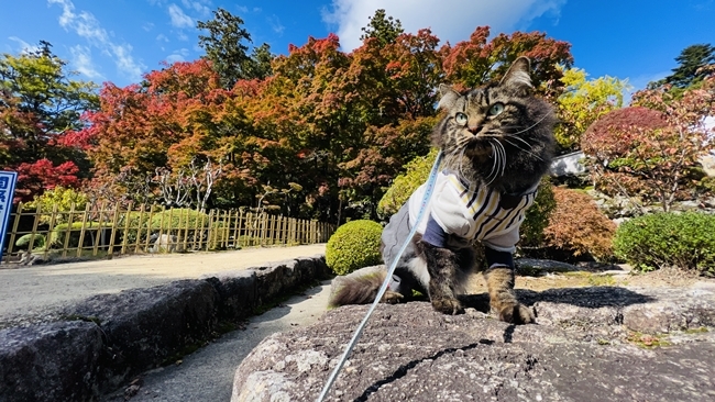 大窪寺 香川県で有名な紅葉スポットへ お遍路最後のお寺は癒されます。