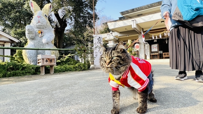 巨大干支(ウサギ)の張りぼてを見に行ってみました♪ 香川県 大宮神社