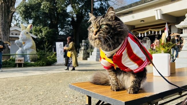 巨大干支(ウサギ)の張りぼてを見に行ってみました♪ 香川県 大宮神社